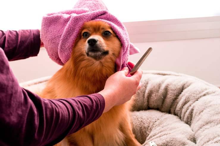 Caida de pelo en perros Caida de pelo en perros