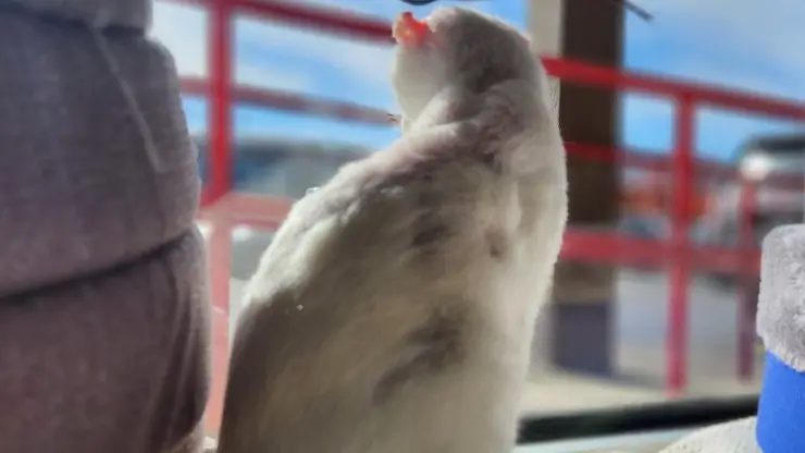 gato perdió las orejas
