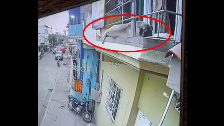 perro cae balcón