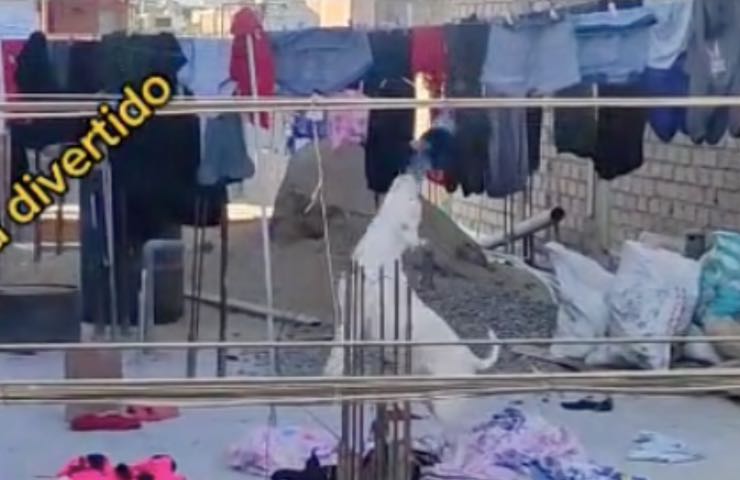 Perro juega video de lavandería