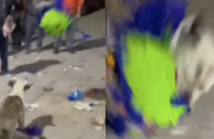 perro roba piñata navideña