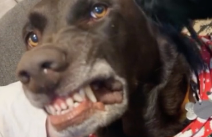 reacción de ataque de licitación de perro