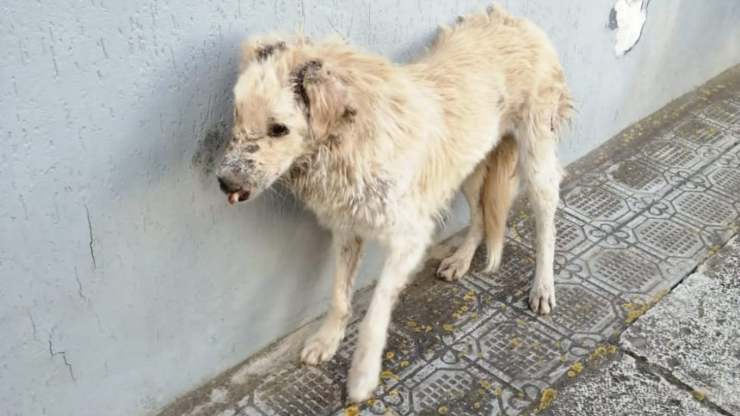 perro desfigurado