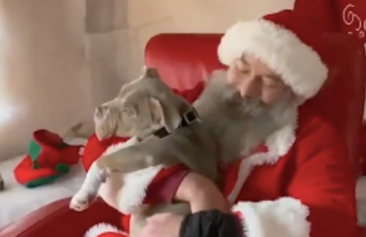 perro capone santa claus