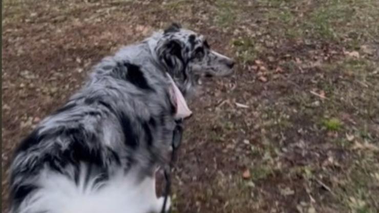 Perro reconoce a abuela