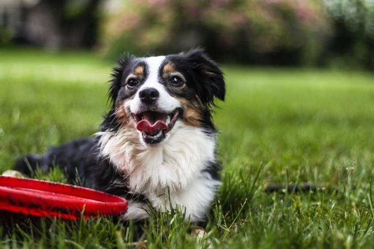Perros a los que les encanta jugar al aire libre. Perros a los que les encanta jugar al aire libre.