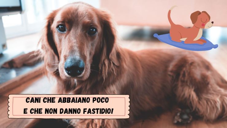 Perros que aman el silencio Perros que aman el silencio