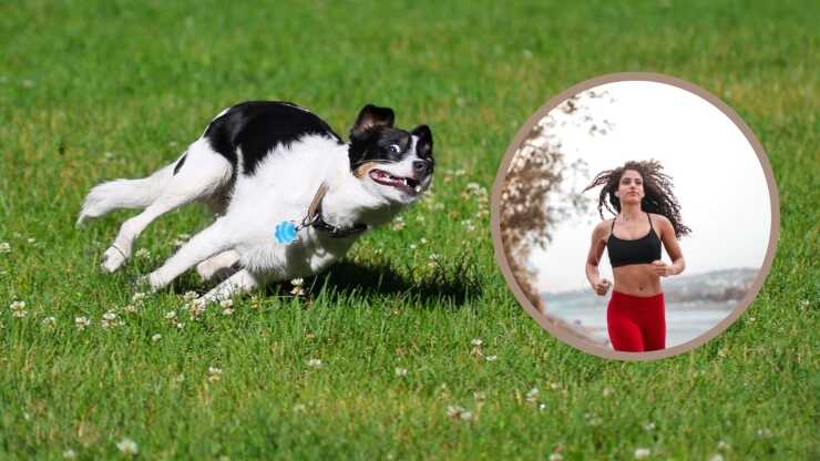 Dueño activo de perros animados