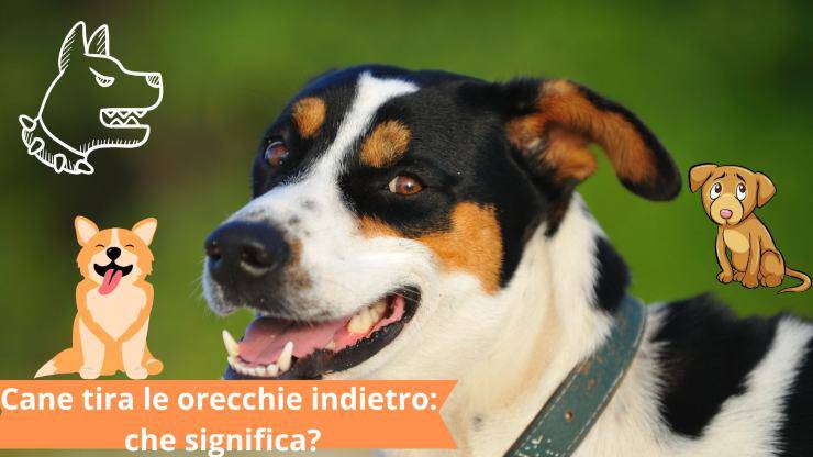 Perro con orejas hacia atrás