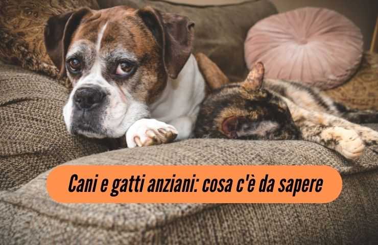Perro y gato en el sofá