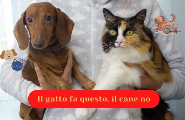 diferencia perro y gato