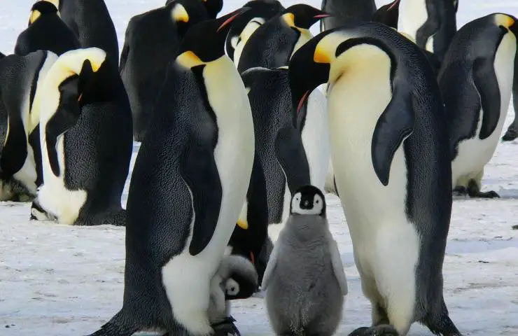 pingüino emperador ley protegida