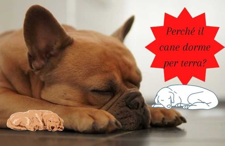 perro duerme en el suelo