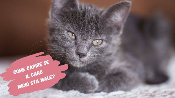porque el gato esta derribado porque el gato esta derribado