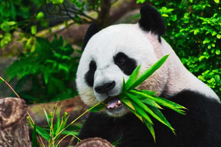 ¿Por qué el panda come bambú? ¿Por qué el panda come bambú?