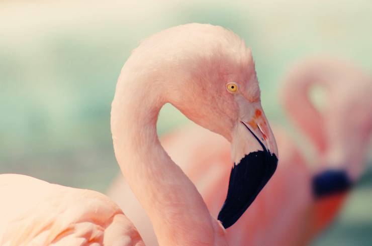 Porque los flamencos son rosas. Porque los flamencos son rosas.