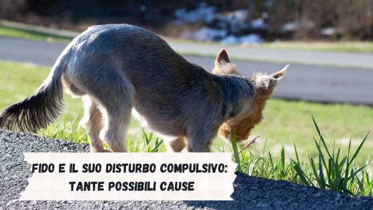 Porque el perro come todo lo que encuentra Porque el perro come todo lo que encuentra