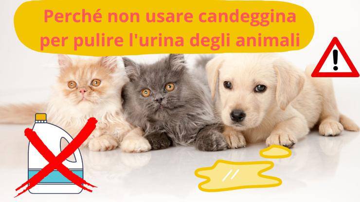 Orina de animales en la casa.