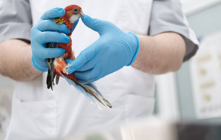 cloaca en aves