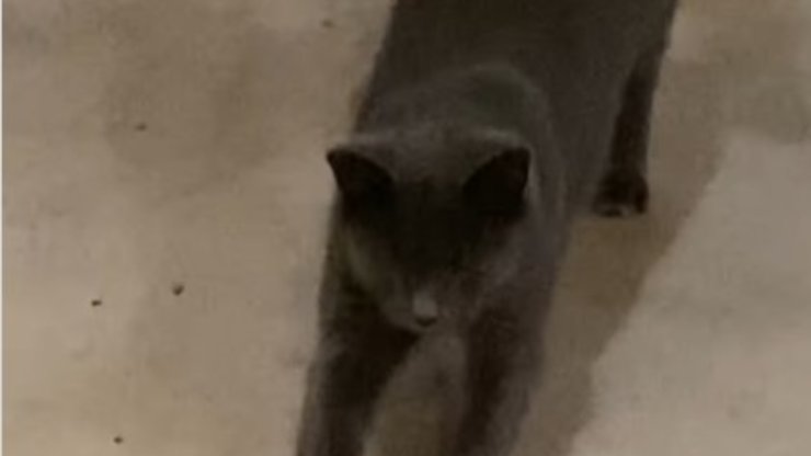 el gato salva a la ardilla