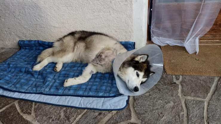 perro sin pata