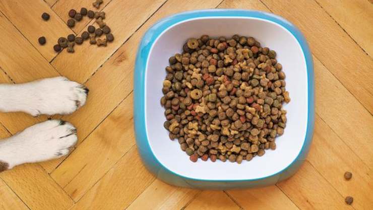 croquetas de perro