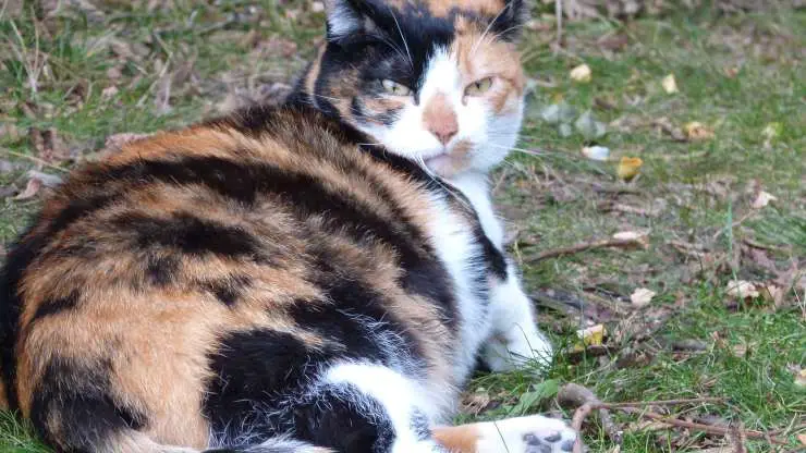 Las señales del inminente nacimiento del gato. ¿Qué hace una gata cuando tiene que dar a luz?
