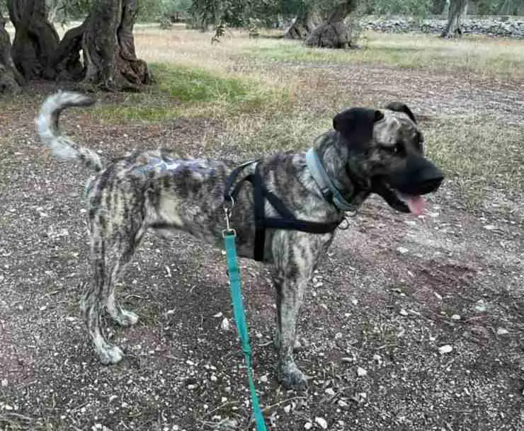 Perro héroe quemado