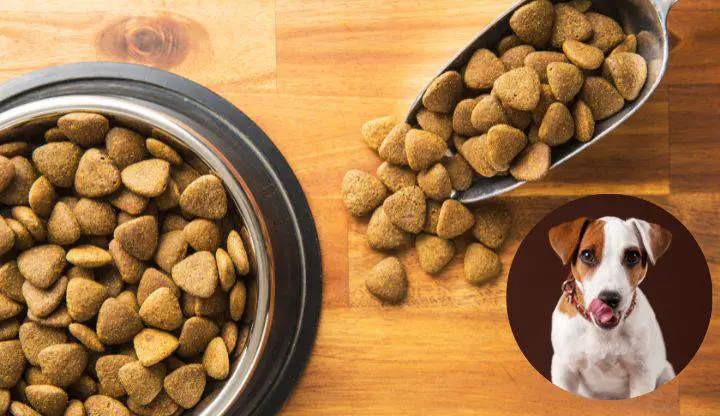 Las mejores croquetas para perros