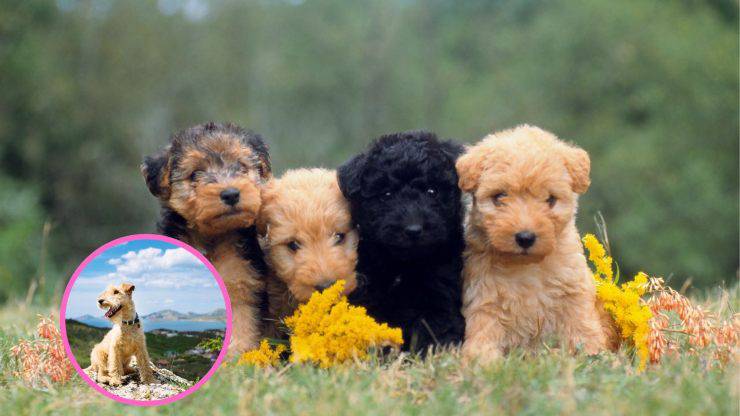 ¿Con quién se lleva bien el Lakeland Terrier? Razas compatibles con el Lakeland Terrier