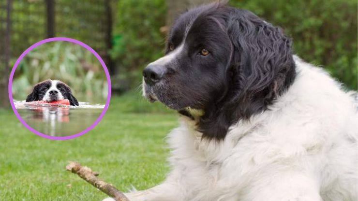 ¿Con quién se lleva bien un Landseer? Razas compatibles con el Landseer