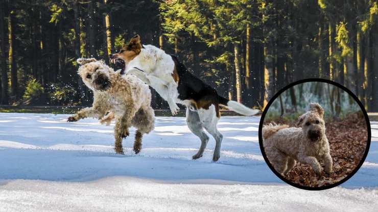 Con chi va d'accordo un Irish terrier de trigo blando Razze compatible con el terrier irlandés de pelo blando