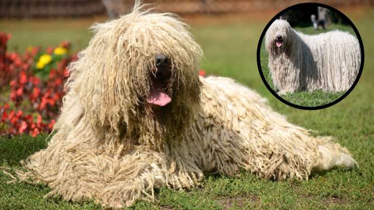 Qué alimentar a un perro de raza Komondor Alimentando al Komondor