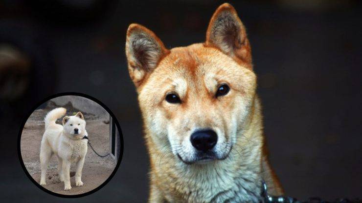 ¿Con quién se lleva bien un perro Jindo de Corea? Razas compatibles con el Perro Jindo de Corea
