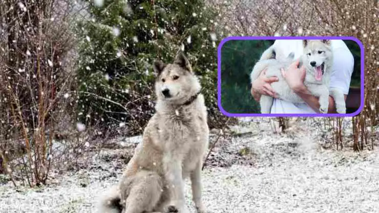 ¿Con quién se lleva bien el Laika de Siberia Occidental (y quién no)? Razas compatibles con el Laika de Siberia Occidental