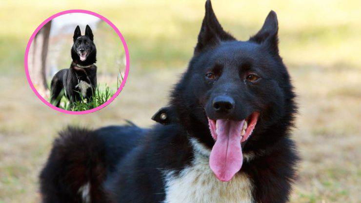 ¿Con quién se lleva la Laika ruso-europea? Razas compatibles con la Laika Ruso-Europea