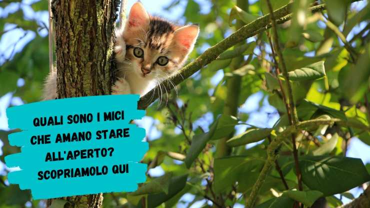 Razas de gatos a las que les gusta salir mucho Razas de gatos a las que les gusta salir mucho