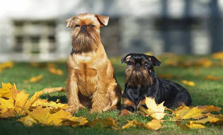dos perros leonados belgas
