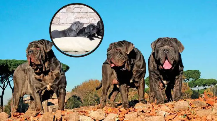 Perros de raza mastín napolitano.