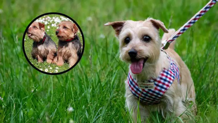 2 terrier norfolk