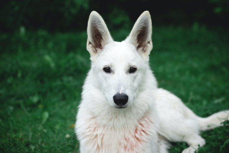 Razas de perros con orejas puntiagudas Razas de perros con orejas puntiagudas