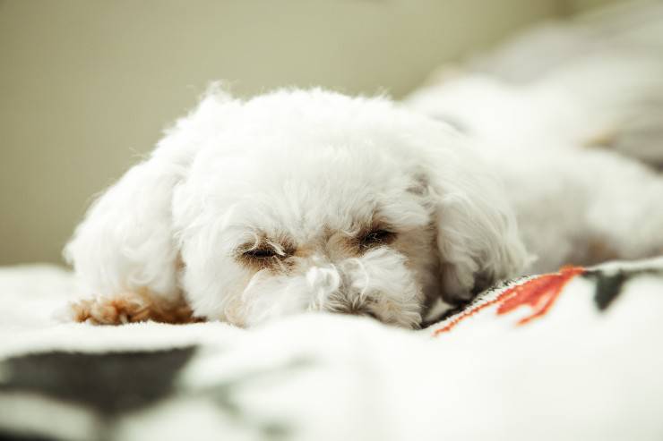 Razas de perros que nunca se ponen nerviosas Razas de perros que nunca se ponen nerviosas