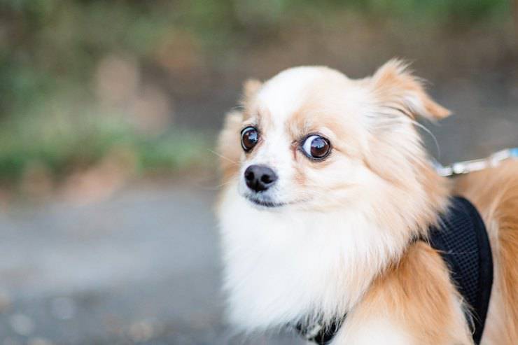 Razas de perros que se asustan enseguida Razas de perros que se asustan enseguida