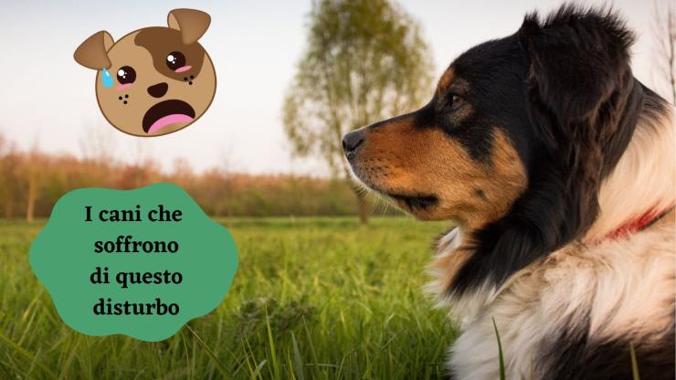 Razas de perros que sufren ansiedad por separación Razas de perros que sufren ansiedad por separación