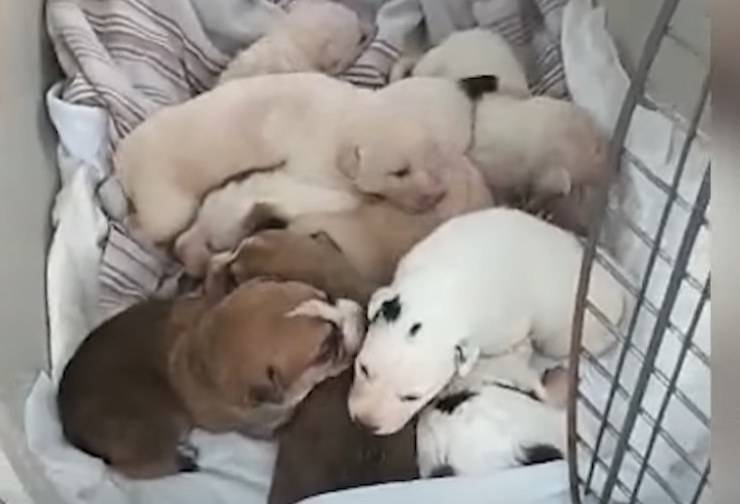 los cachorros se ahogan en las lluvias