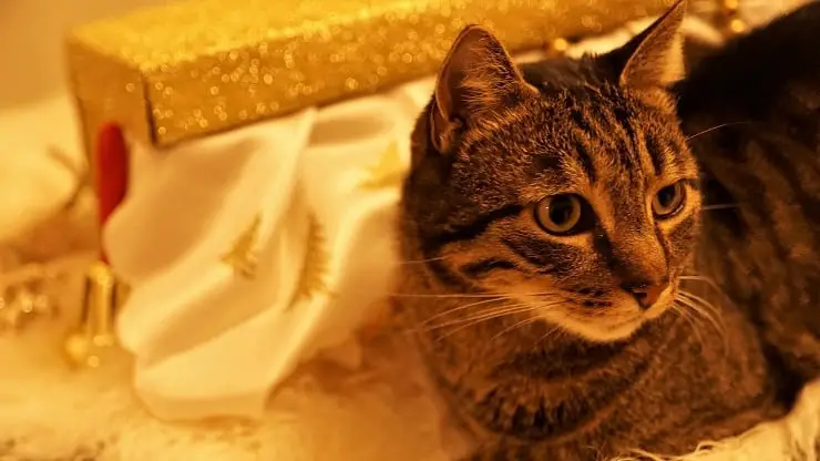 idea de regalo de gato