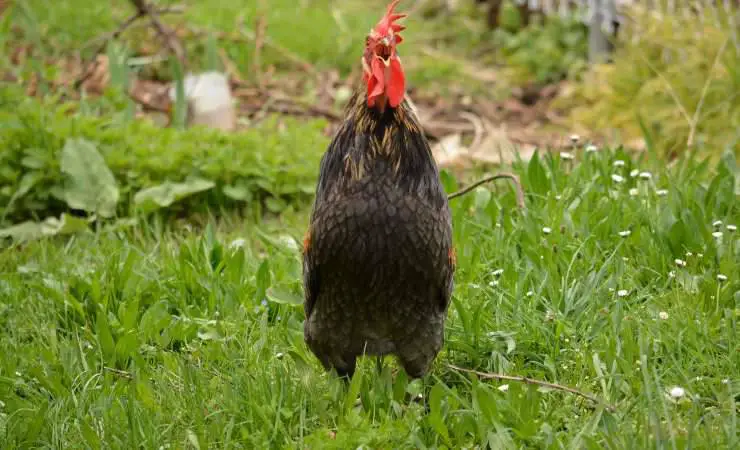 gallo de cornualles