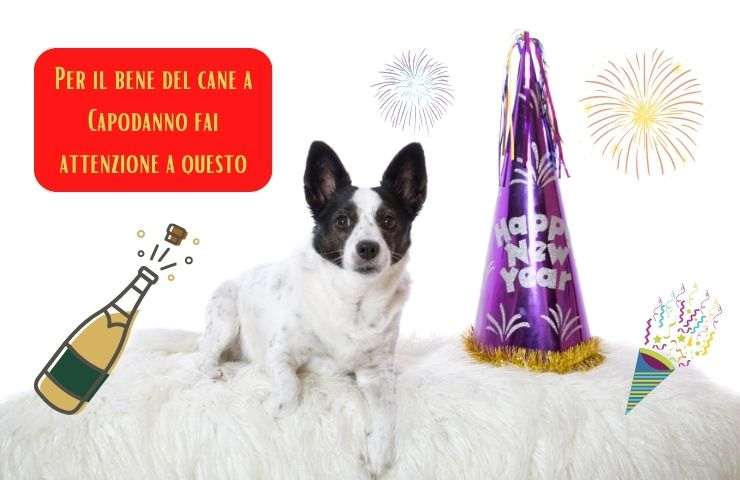 Perro en Nochevieja