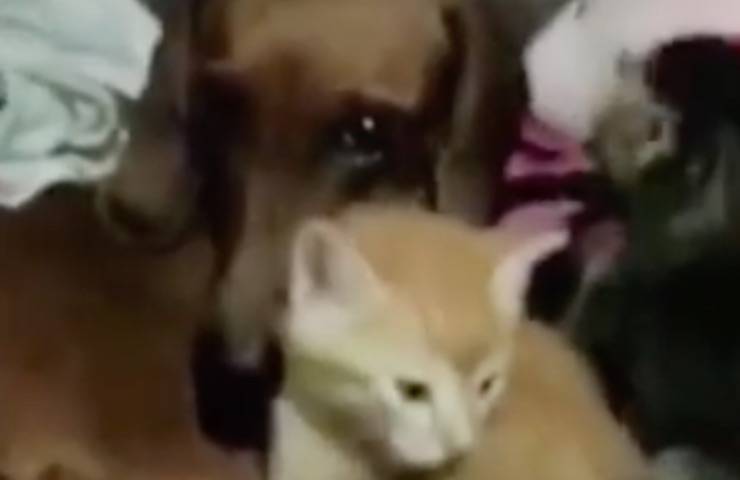 roba cachorros de gata madre