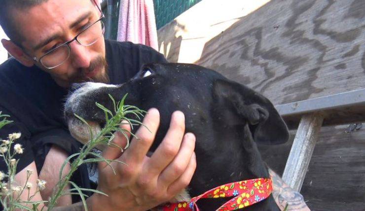 adiós perros